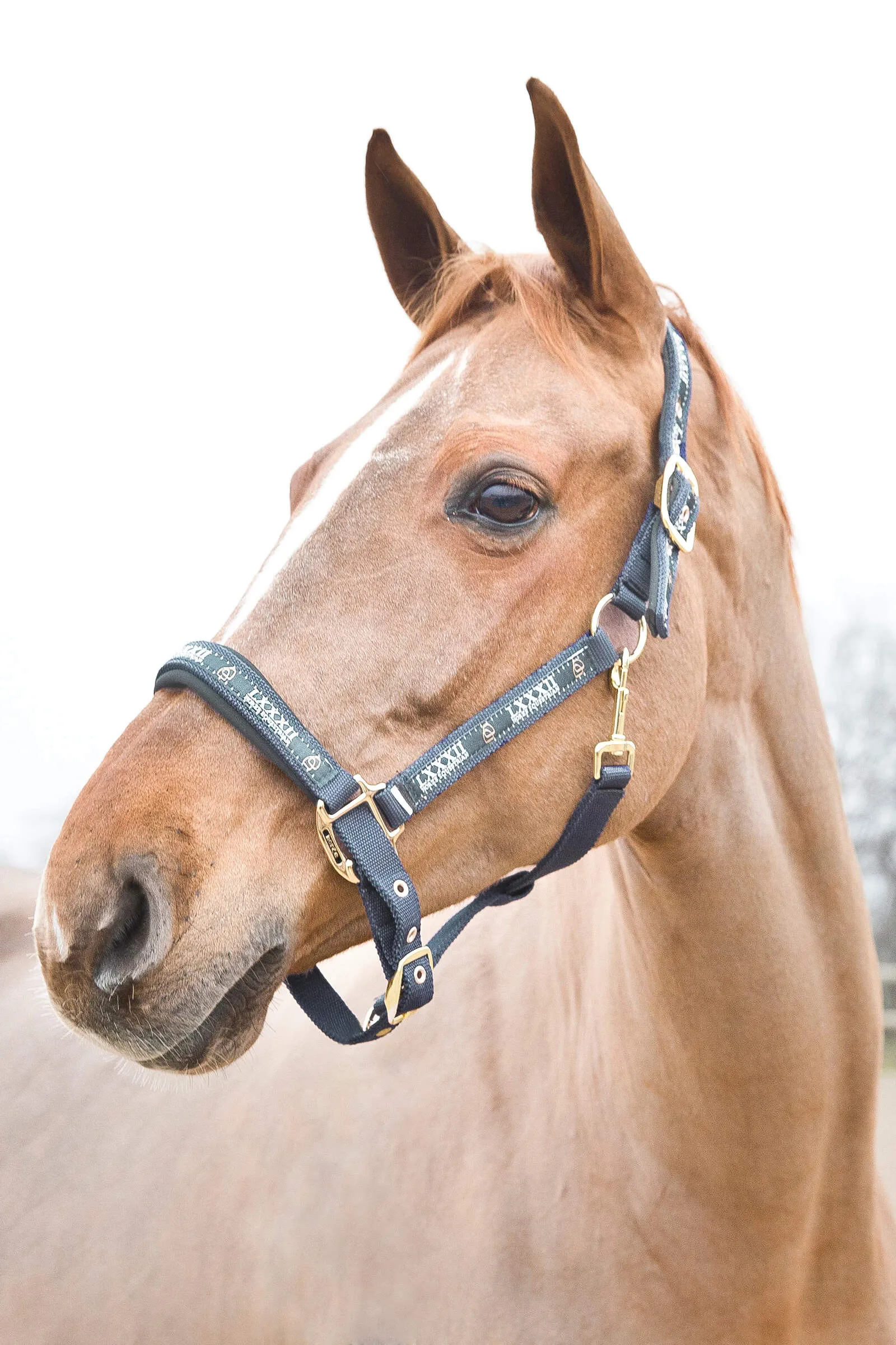 Horze Hamptons Halter- Infinity Blue